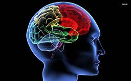 Lesson 15: The Brain and I
